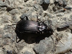 Pterostichus