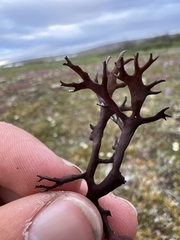 Masonhalea richardsonii