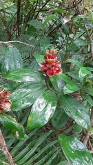 Costus