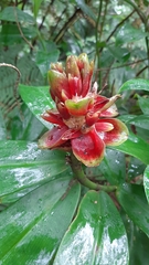 Costus
