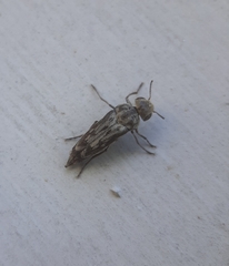 Yakuhananomia bidentata