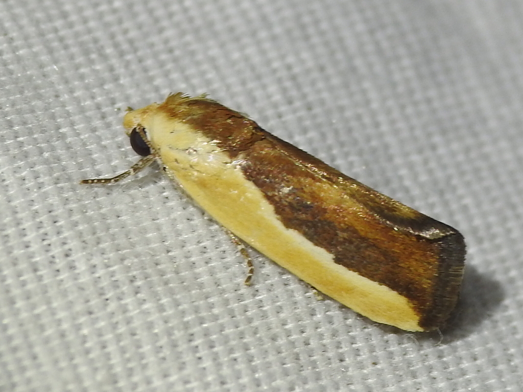 Ponometia exigua