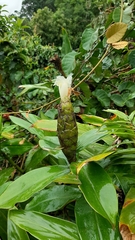 Costus