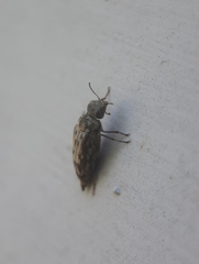 Yakuhananomia bidentata