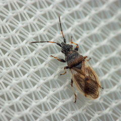 Macroplax preyssleri