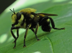 Laphria grossa