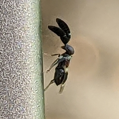 Anagyrini