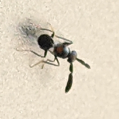 Anagyrini
