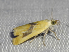 Ponometia venustula
