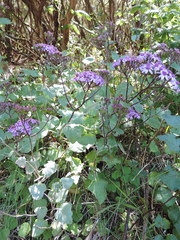 Pericallis aurita image