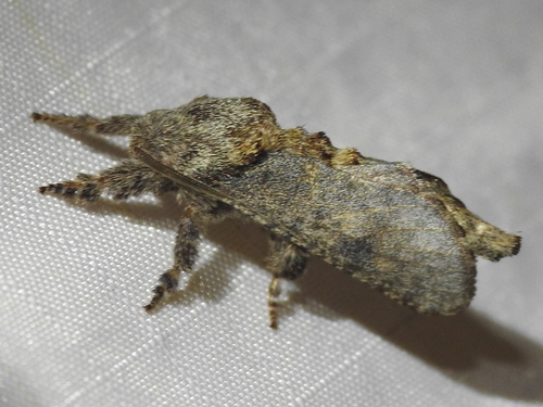 Arbela Carpenterworm Moth photo 4