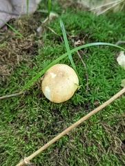 Russula amerorecondita