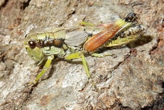 Dendrotettix quercus