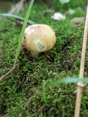Russula amerorecondita