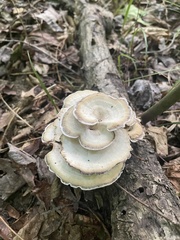 Mycorrhaphium adustum