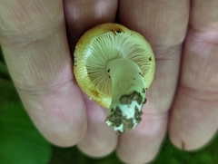 Russula amerorecondita