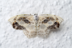 Leucoblepsis renifera