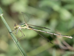 Lestes barbarus