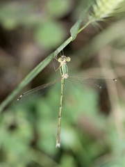 Lestes barbarus