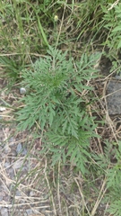 Ambrosia artemisiifolia