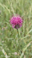 Centaurea scabiosa