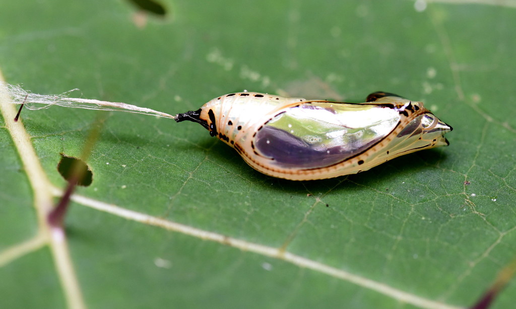 Polymnia Tigerwing