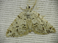 Macaria graphidaria