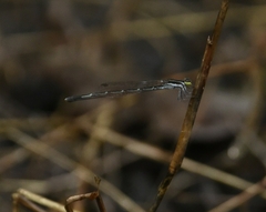 Agriocnemis splendidissima