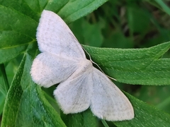 Scopula ternata