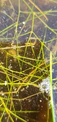 Potamogeton trichoides