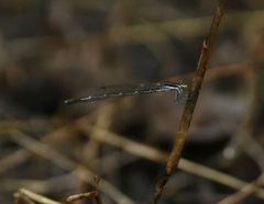 Agriocnemis splendidissima