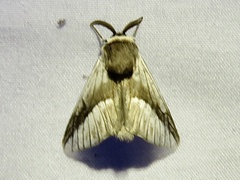 Mesoscia eriophora