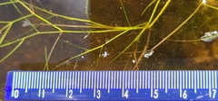 Potamogeton trichoides