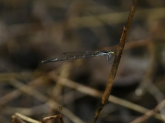 Agriocnemis splendidissima