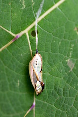 Mechanitis polymnia lycidice