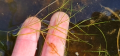 Potamogeton trichoides