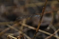 Agriocnemis splendidissima