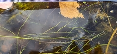 Potamogeton trichoides