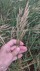 Bromus inermis