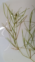 Potamogeton trichoides