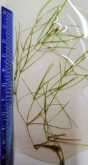 Potamogeton trichoides