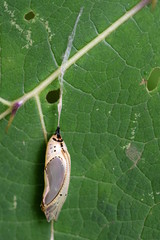 Mechanitis polymnia lycidice