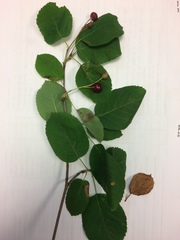 Amelanchier spicata
