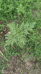 Ambrosia artemisiifolia