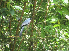Melanotis hypoleucus