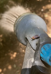 Mathildana newmanella