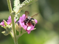 Triepeolus mexicanus