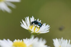 Hedychrum chalybaeum