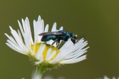 Hedychrum chalybaeum