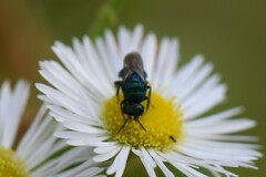 Hedychrum chalybaeum